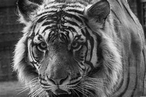 為什麼屬虎不能戴黃金 眼睛相學